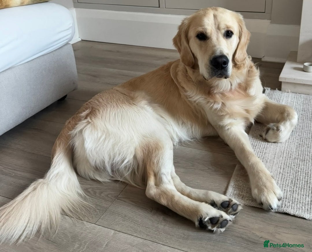 Golden Retriever dogs for stud: Show type KC registered, golden retriever for stud - Advert 1