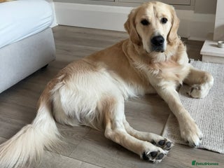 Golden Retriever dogs Show type KC registered, golden retriever for stud - Advert 3