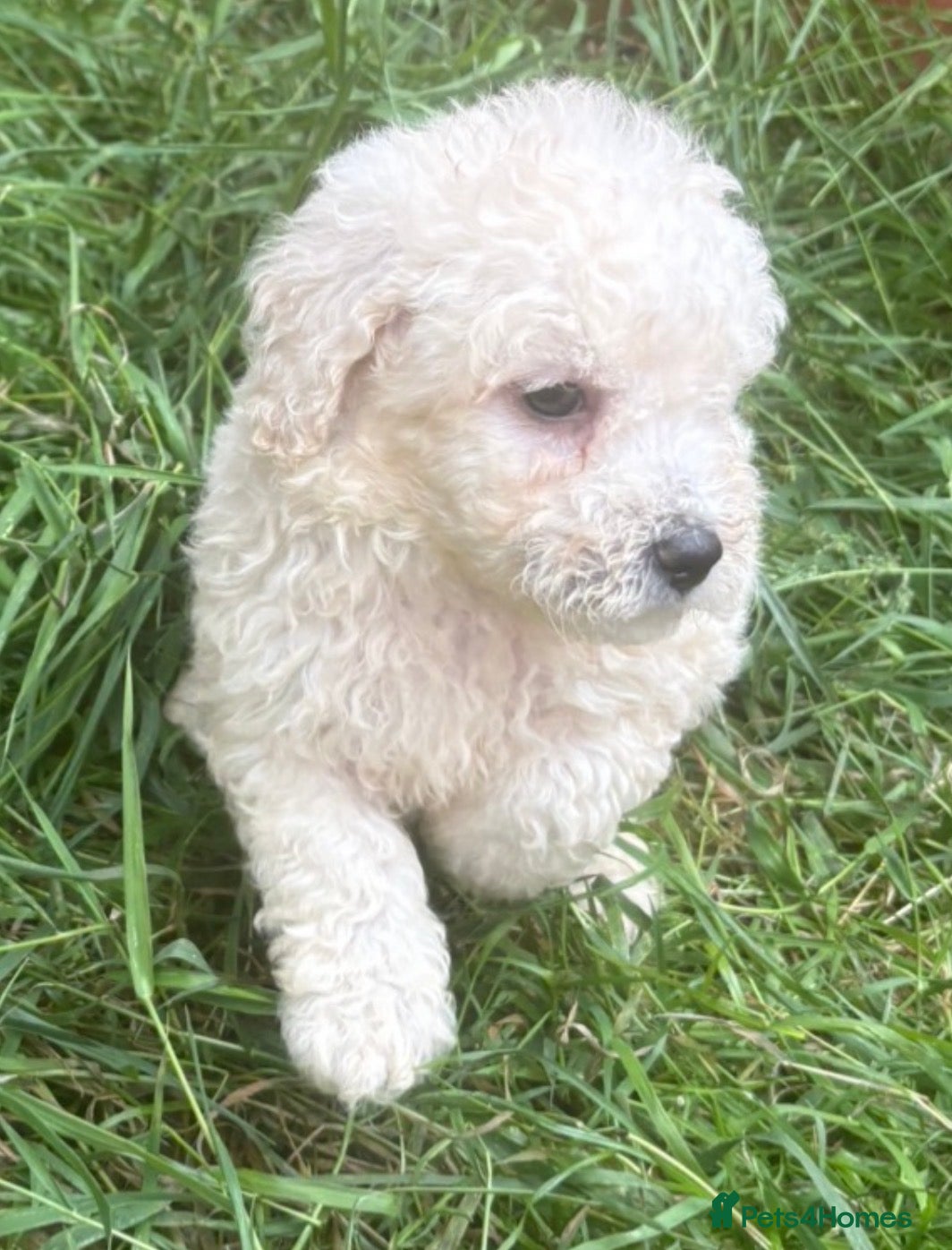 Poochon dogs Bichon frise x poodle puppies  - Advert 7