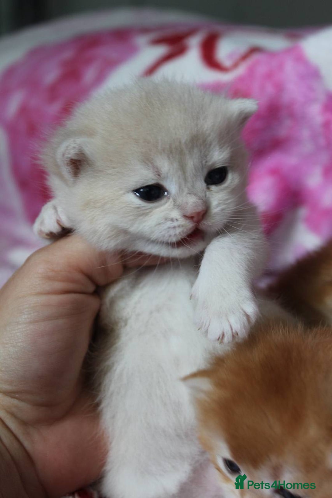 British Shorthair cats for sale: ⭐️Golden and Blue Golden Chinchilla kittens⭐️ - Image 5