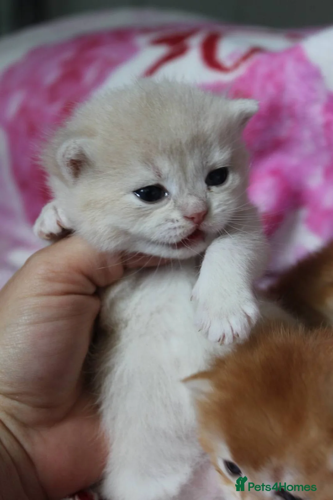 British Shorthair cats for sale: ⭐️Golden and Blue Golden Chinchilla kittens⭐️ - Advert 6