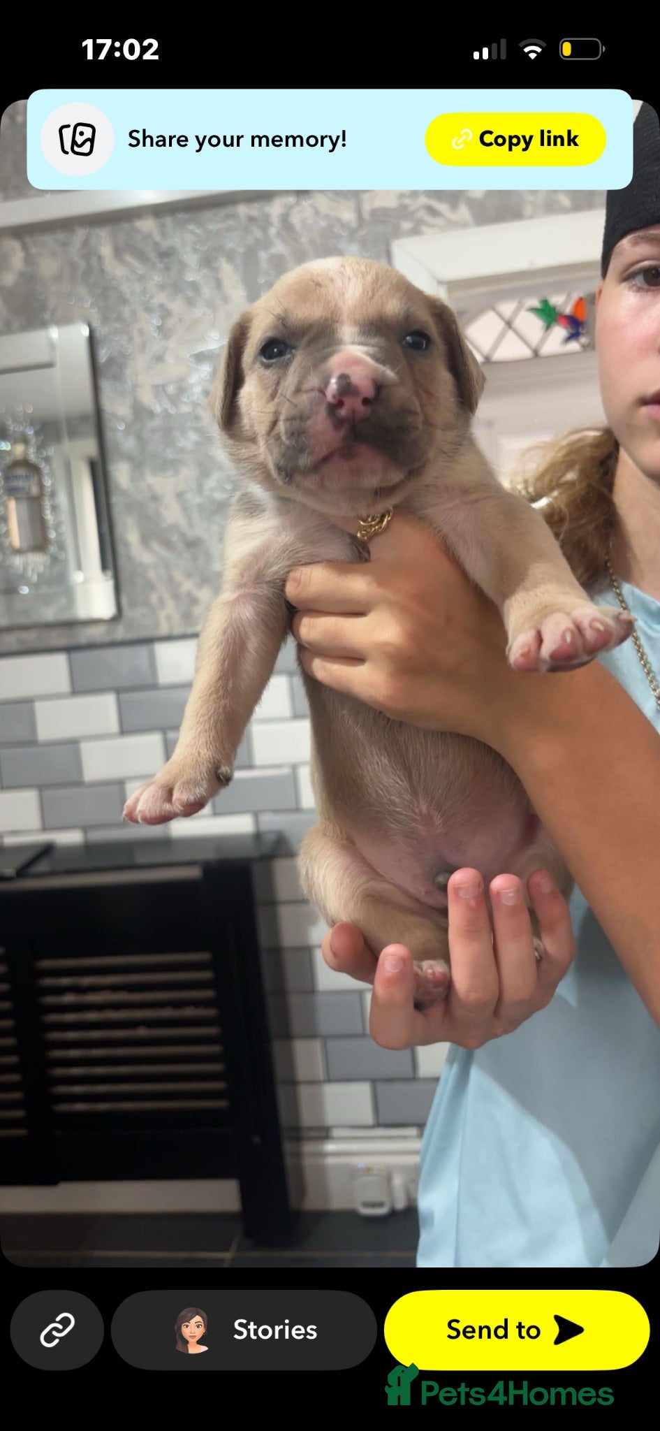 American Bully dogs Beautiful American bully’s 🐶  - Advert 2
