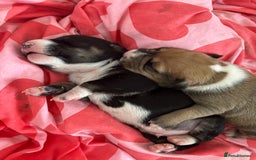 Mixed Breed dogs for sale: English Bull Terrier mixed puppies for sale - Image 7