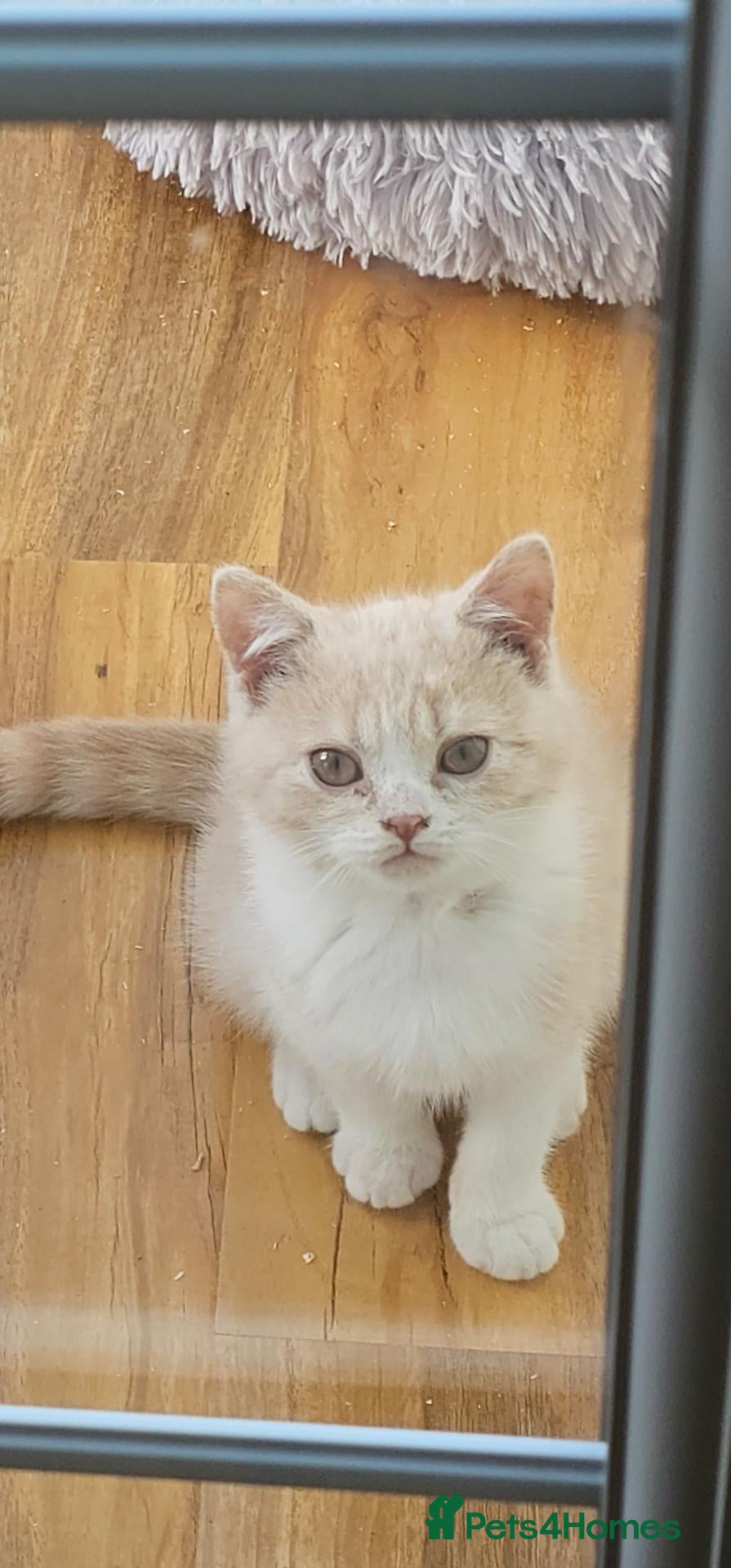 British Shorthair cats for sale: GCCF ready to leave British Shorthair - Advert 1