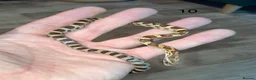 Corn Snake reptiles for sale: Very Tame Baby corn snakes - Advert 6