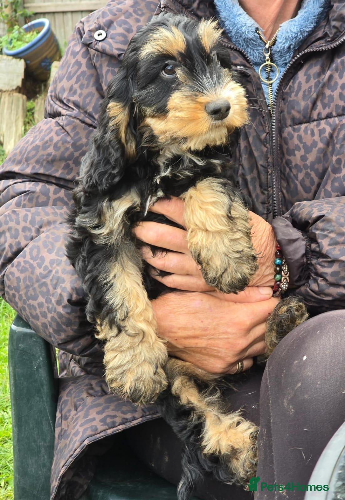 Cockapoo dogs Beautiful Show Cockapoo Puppy Pick of the Litter  - Advert 1