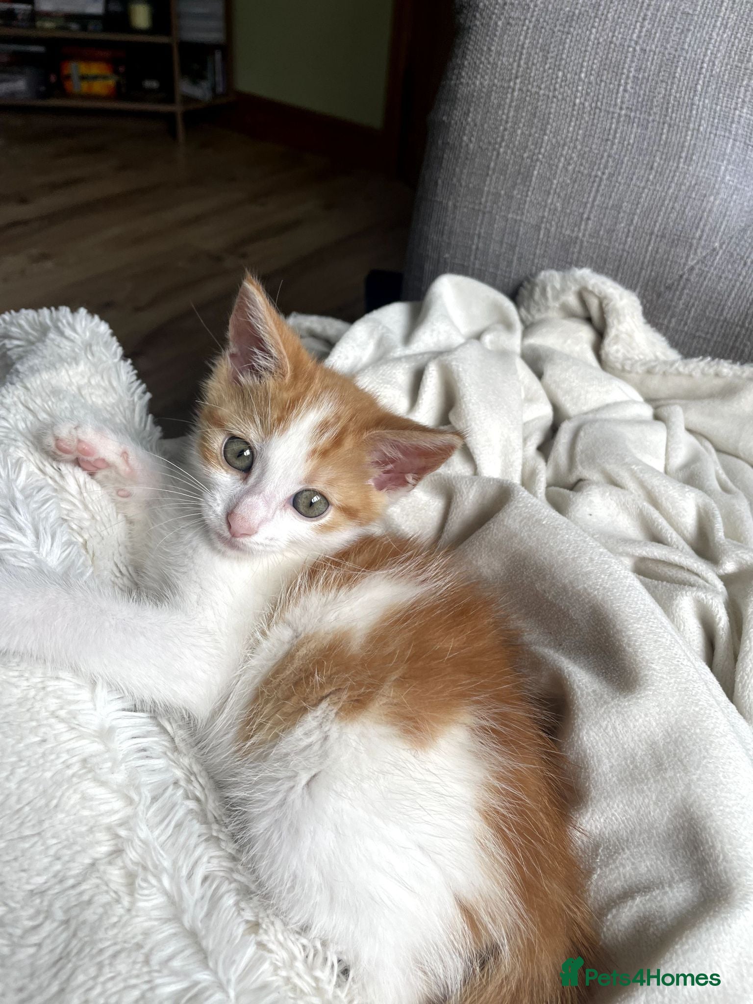 British Longhair cats British Shorthair mixed breed - Advert 1