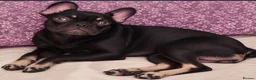 French Bulldog dogs for sale: Beautiful Black & Tan French Bulldog in London - Advert 2