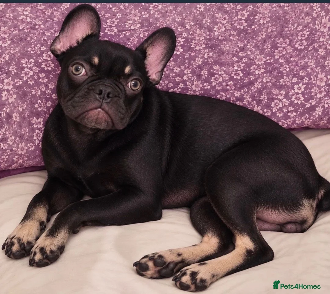 French Bulldog dogs for sale: Beautiful Black & Tan French Bulldog in London - Advert 2