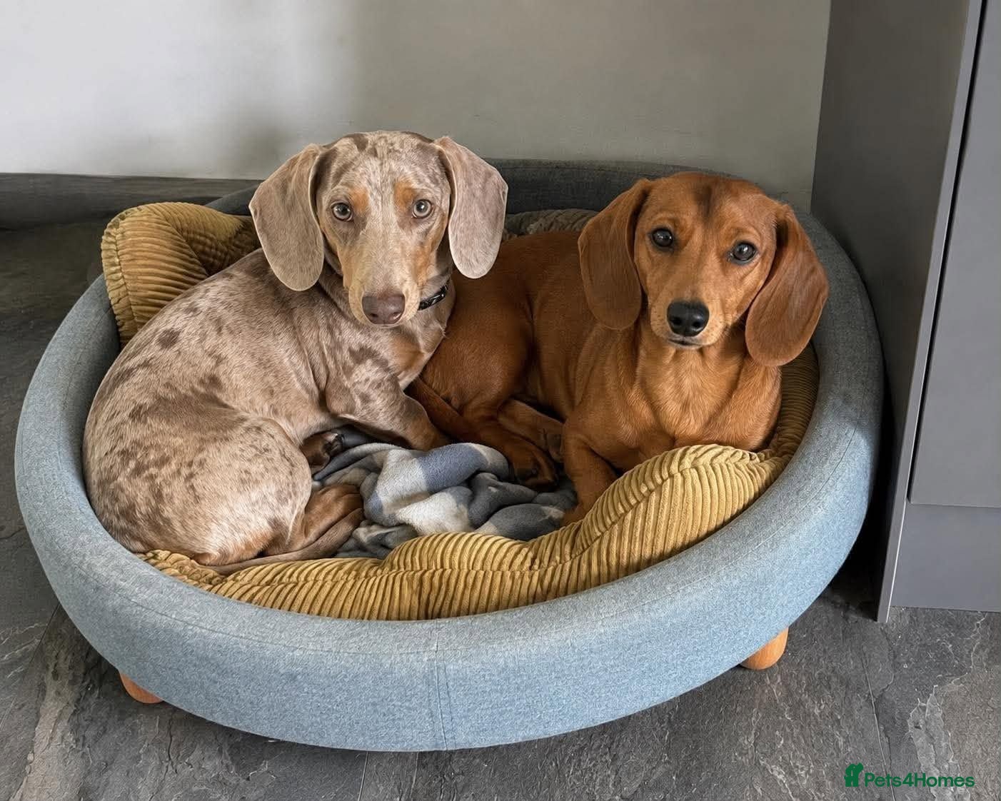 Dachshund dogs Mini Dachshund - Advert 19