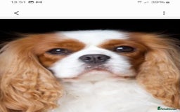 Cavalier King Charles Spaniel dogs for sale: 4 beautiful king charles boys  - Image 4