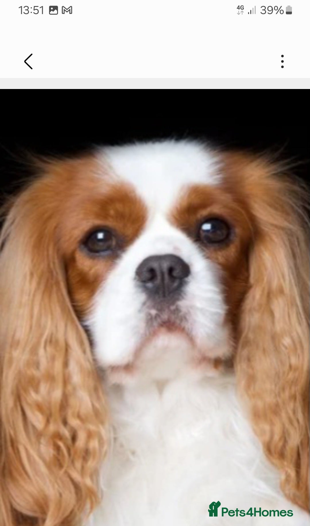 Cavalier King Charles Spaniel dogs for sale: 4 beautiful king charles boys  - Image 4