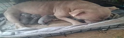 Mixed Breed dogs for sale: Exceptional Blue F1 Bully Puppies - Advert 12