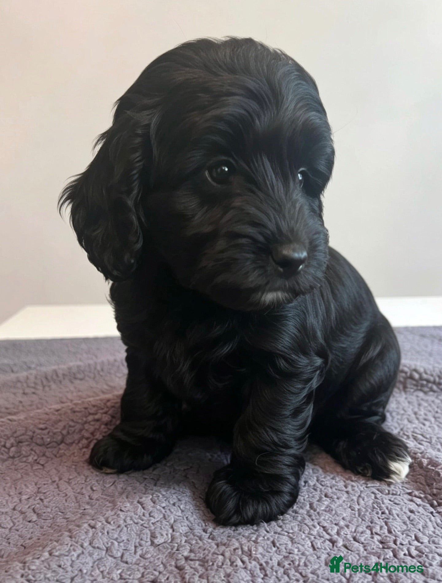 Cockapoo dogs 🐶 Beautiful F1B Cockapoo Puppies 🐶ready now!! - Advert 1