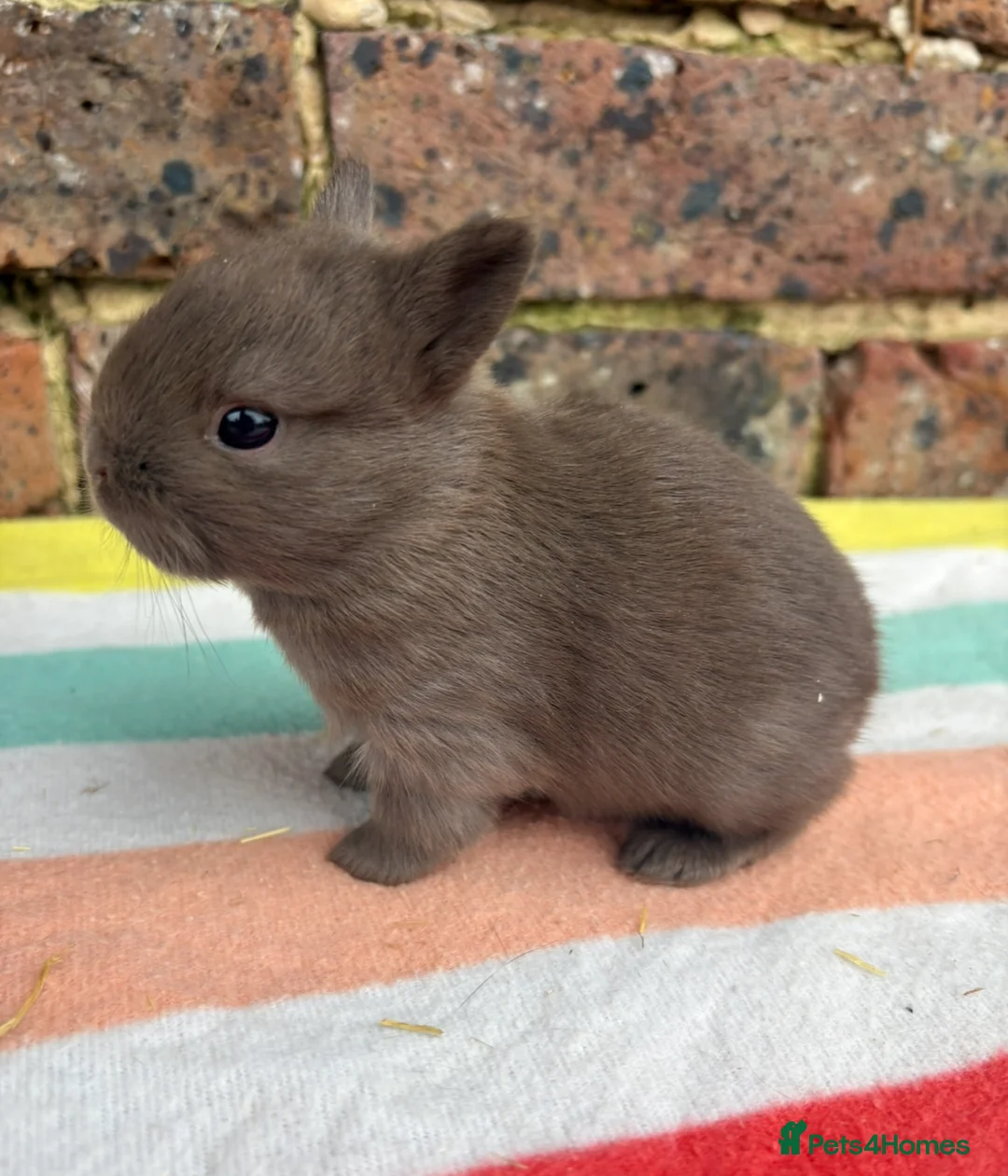 Netherland Dwarf rabbits for sale: Sweet Netherland dwarf bunnies  - Advert 2