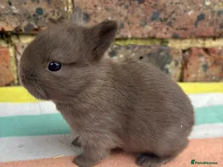 Netherland Dwarf rabbits Sweet Netherland dwarf bunnies - Advert 1