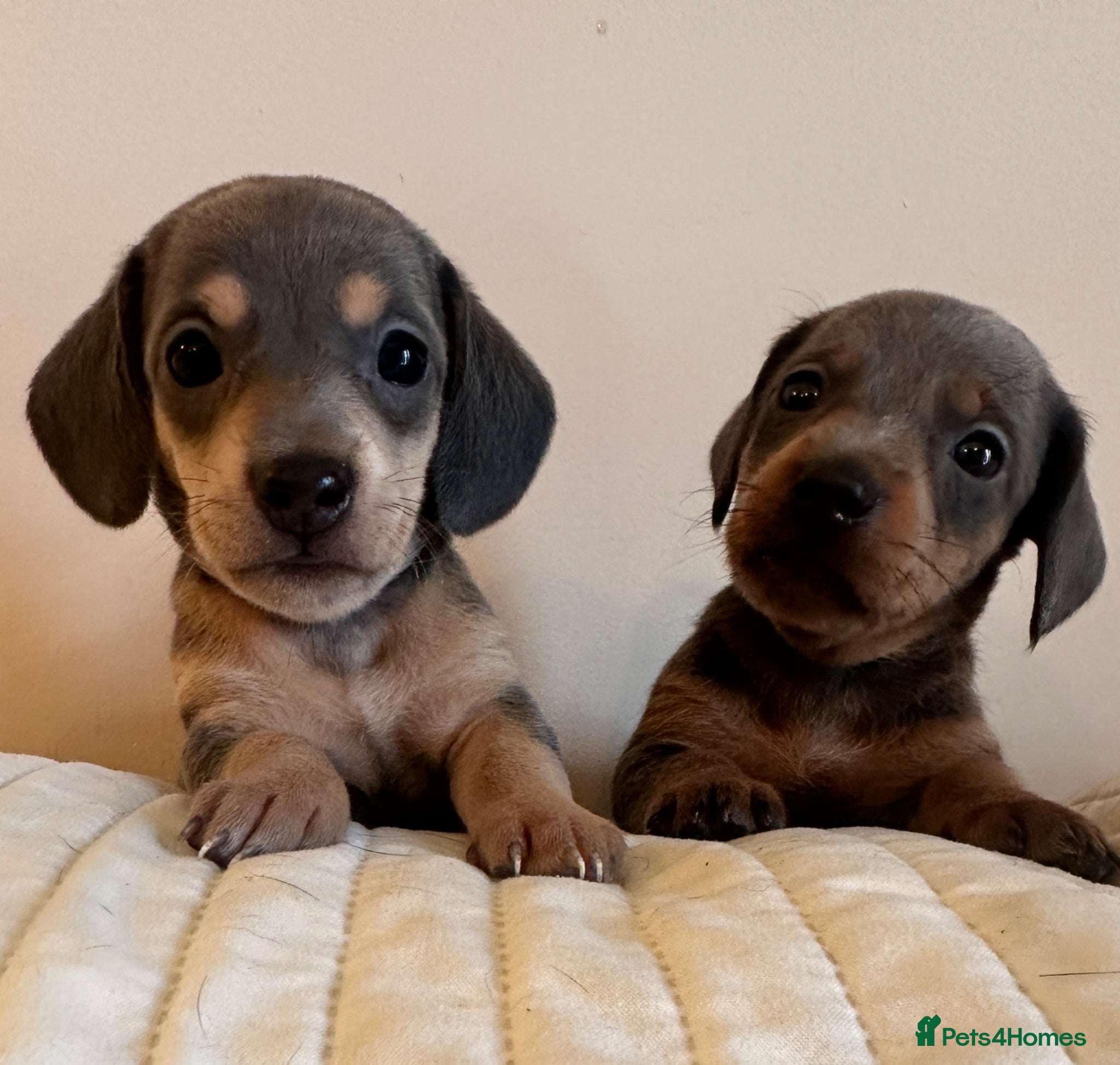 Miniature Dachshund dogs KC miniature daschunds  PRA clear   - Advert 6