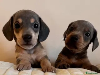 Miniature Dachshund dogs KC miniature daschunds PRA clear - Advert 6