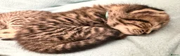 Mixed Breed cats for sale: Gorgeous British Short Hair Cross Baby Lions 🦁  - Advert 4