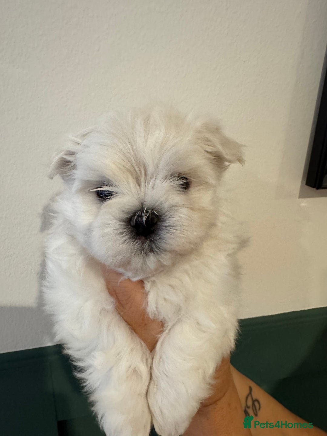 Maltese dogs for sale: Adorable Korean KC Maltese  - Advert 13