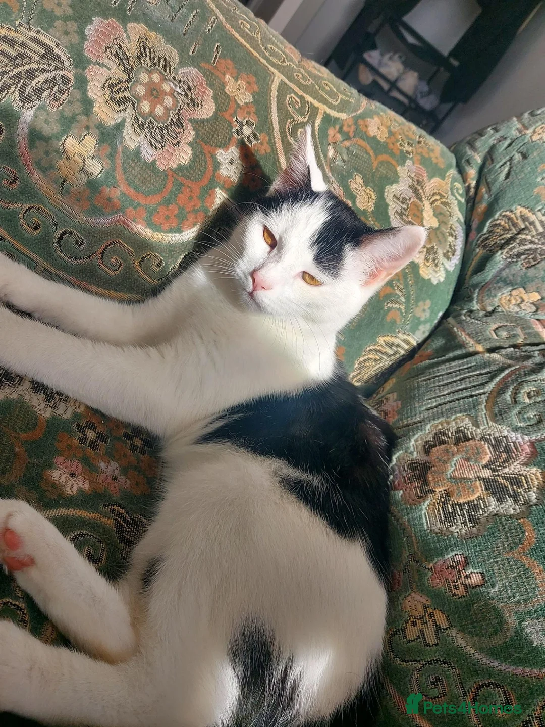 Mixed Breed cats for sale: beautiful cat   - Advert 2