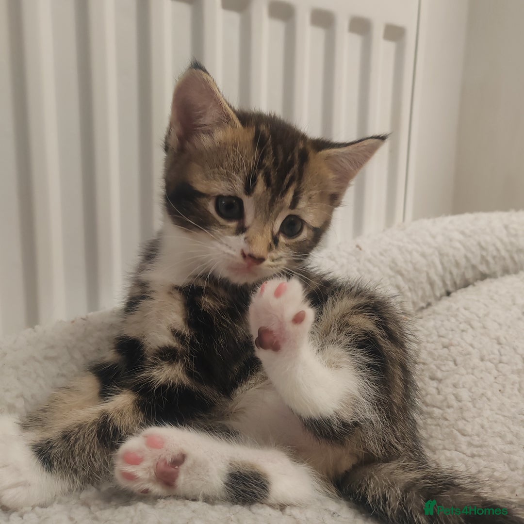 Mixed Breed cats for sale: Marble Bengal cross  - Image 10