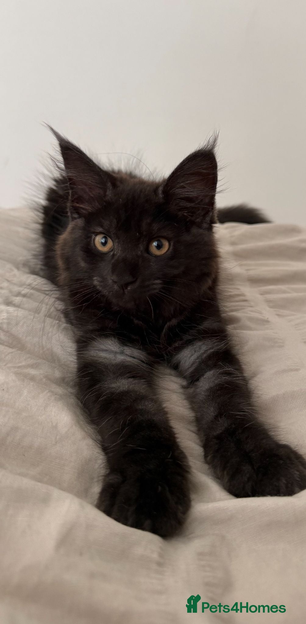 Maine Coon cats Beautiful Black Smoke Female Kitten - Advert 12