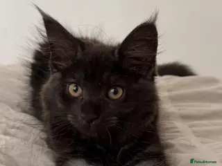 Maine Coon cats Beautiful Black Smoke Female Kitten - Advert 12