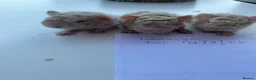 Guinea Pig rodents for sale: lunkarya female guinea pigs  in Malton - Advert 8