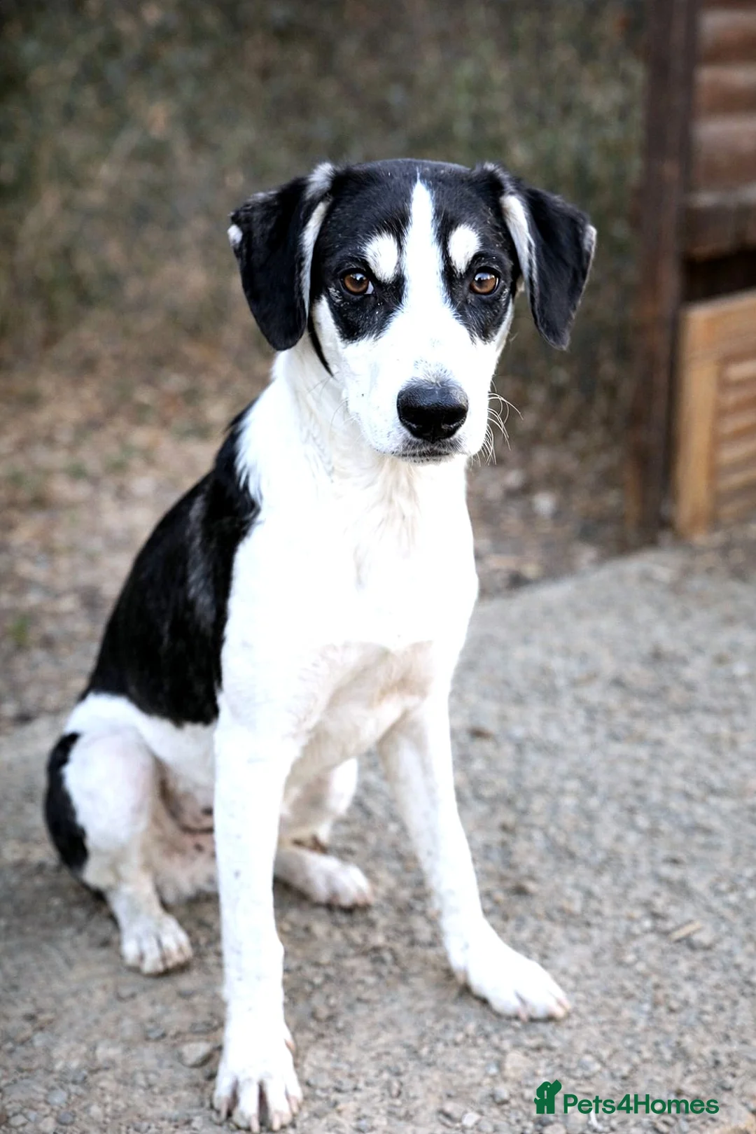 Mixed Breed dogs for adoption: OTIS - a Handsome and gentle boy for a Loving Home - Advert 1