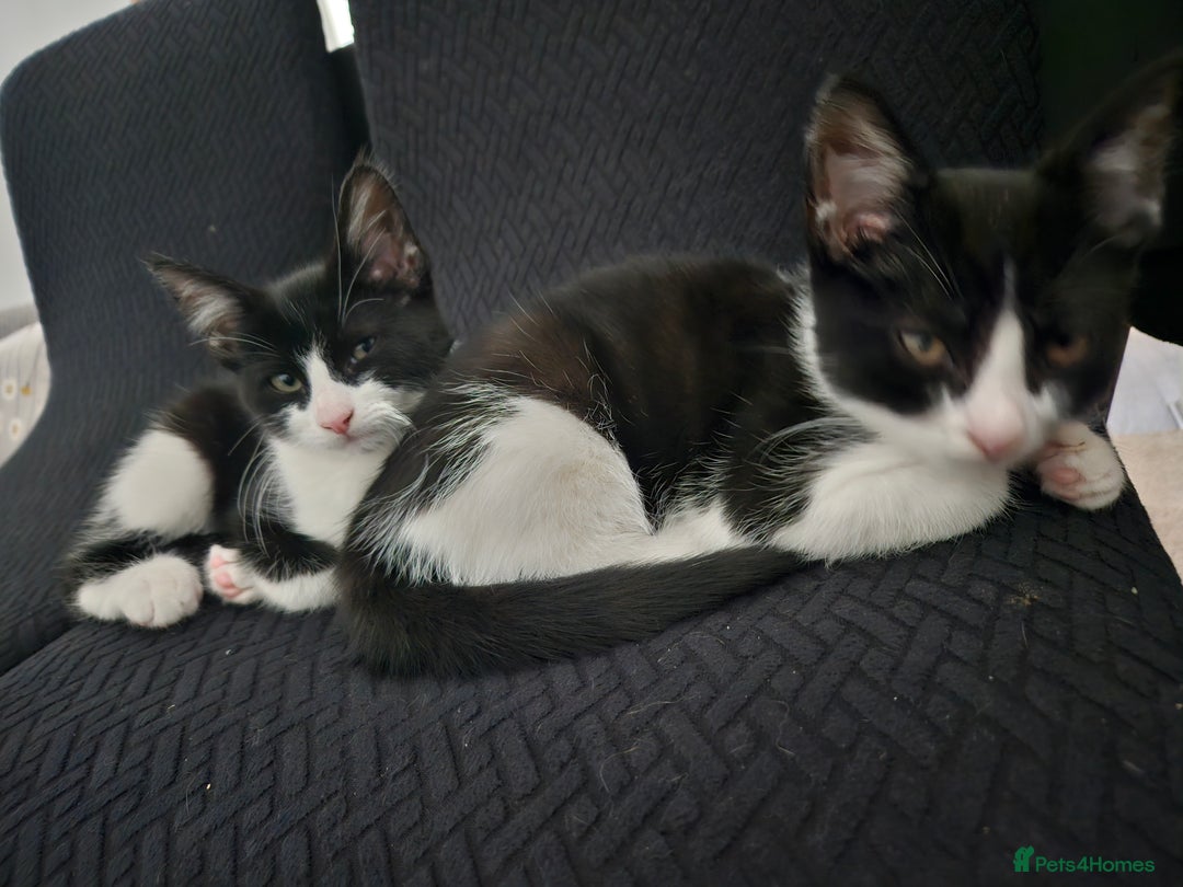 British Shorthair cats for sale: Cats Available for Adoption 🐾 - Image 1