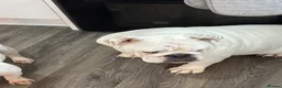 English Bulldog dogs for sale: English bulldog for adoption - Advert 2