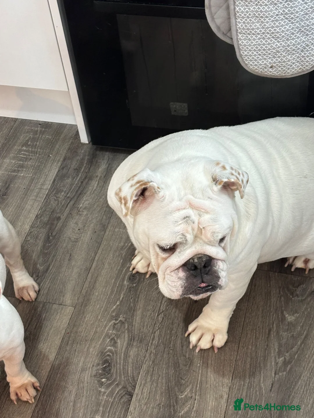 English Bulldog dogs for sale: English bulldog for adoption - Advert 2