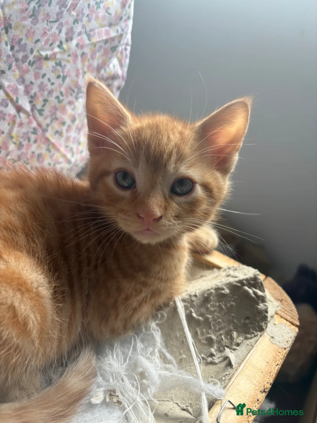 Mixed Breed cats for sale: 6 Male Kittens! 🧡🖤 - Advert 2