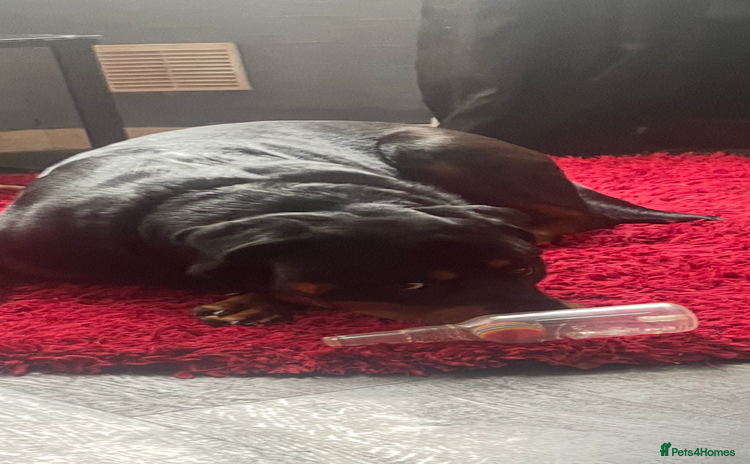 Rottweiler dogs - Advert 15