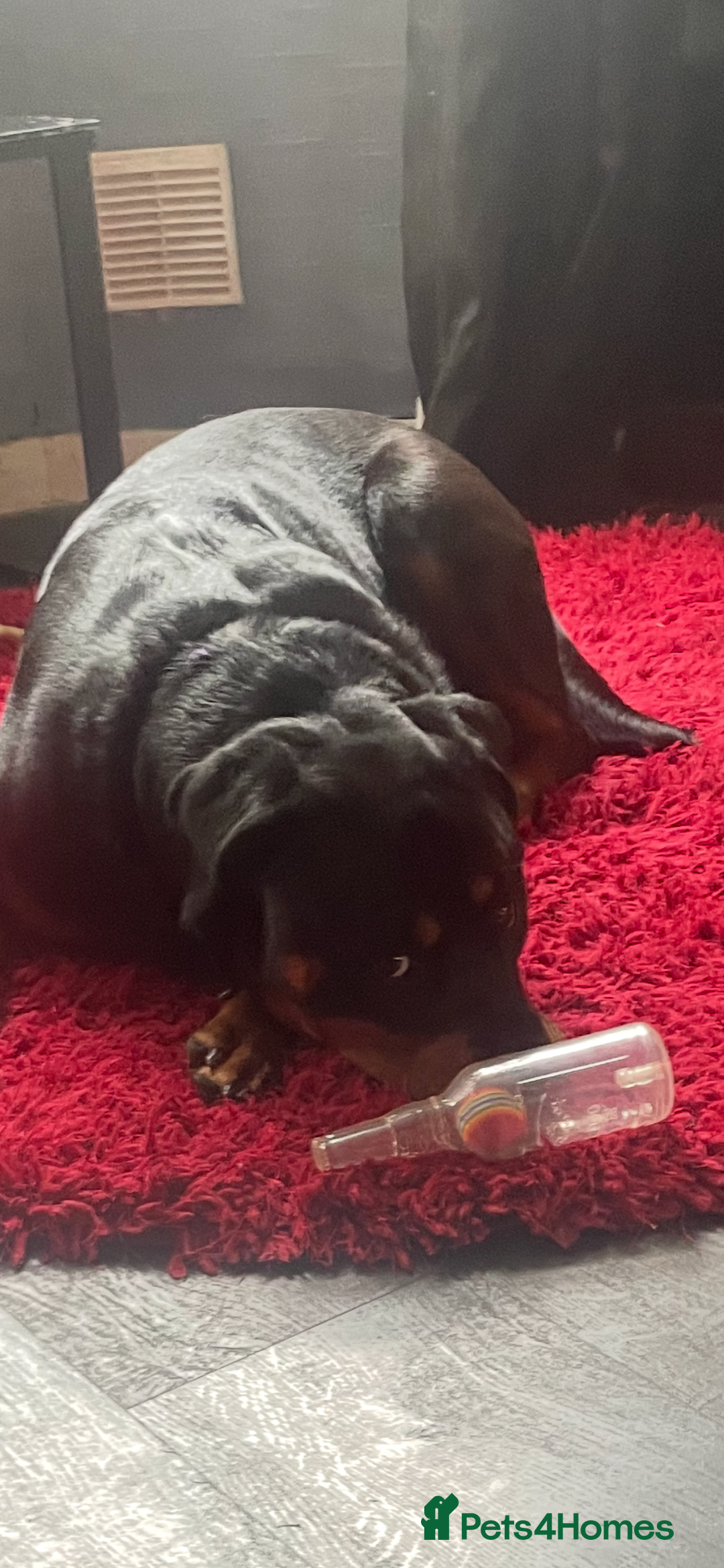 Rottweiler dogs for sale: Rottweiler Bitch - Image 1