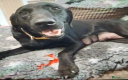 Labrador Retriever dogs for sale: **HEALTH TESTED LABRADOR PUPPIES** - Image 7