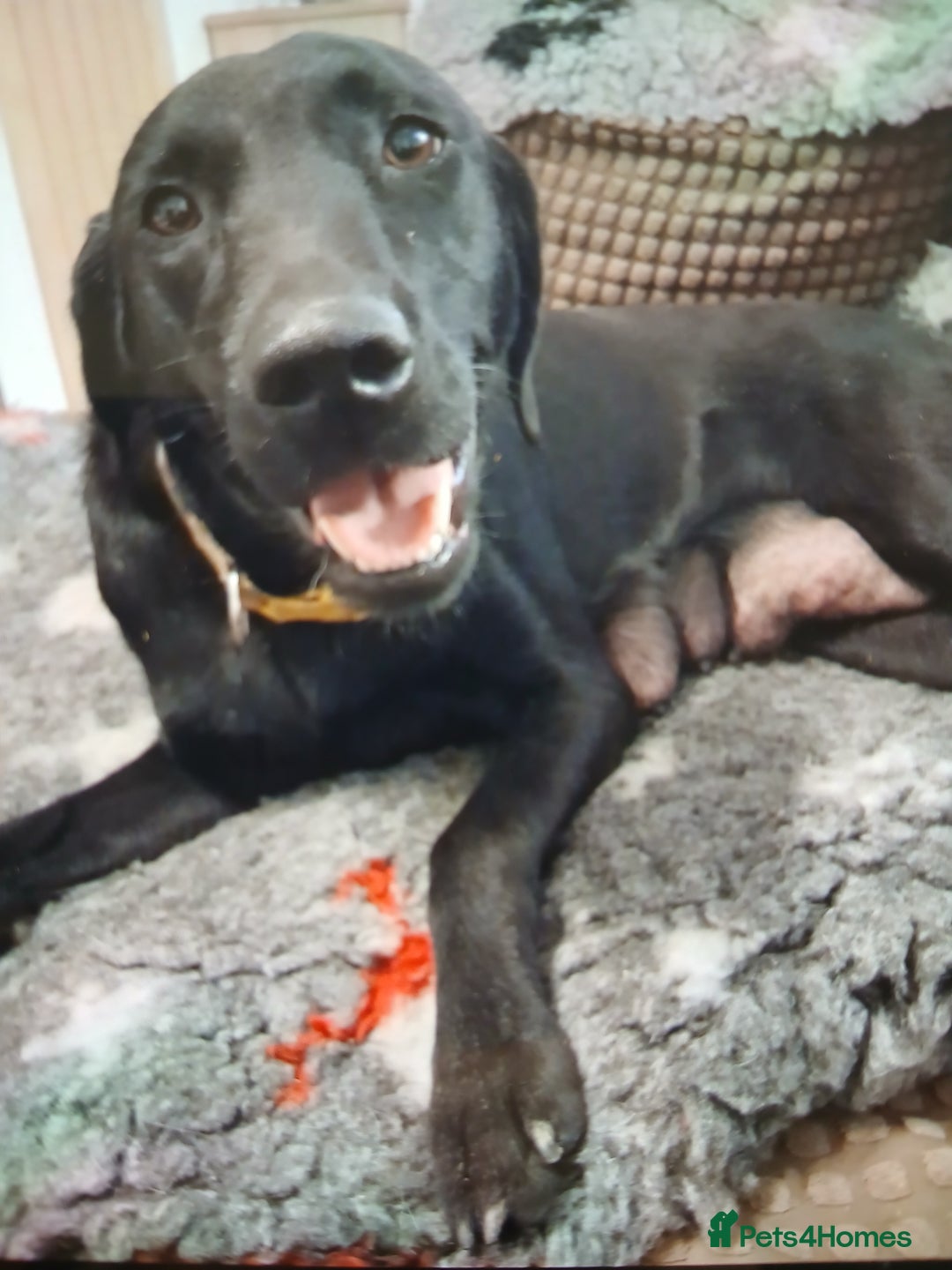 Labrador Retriever dogs for sale: **HEALTH TESTED LABRADOR PUPPIES** - Image 7