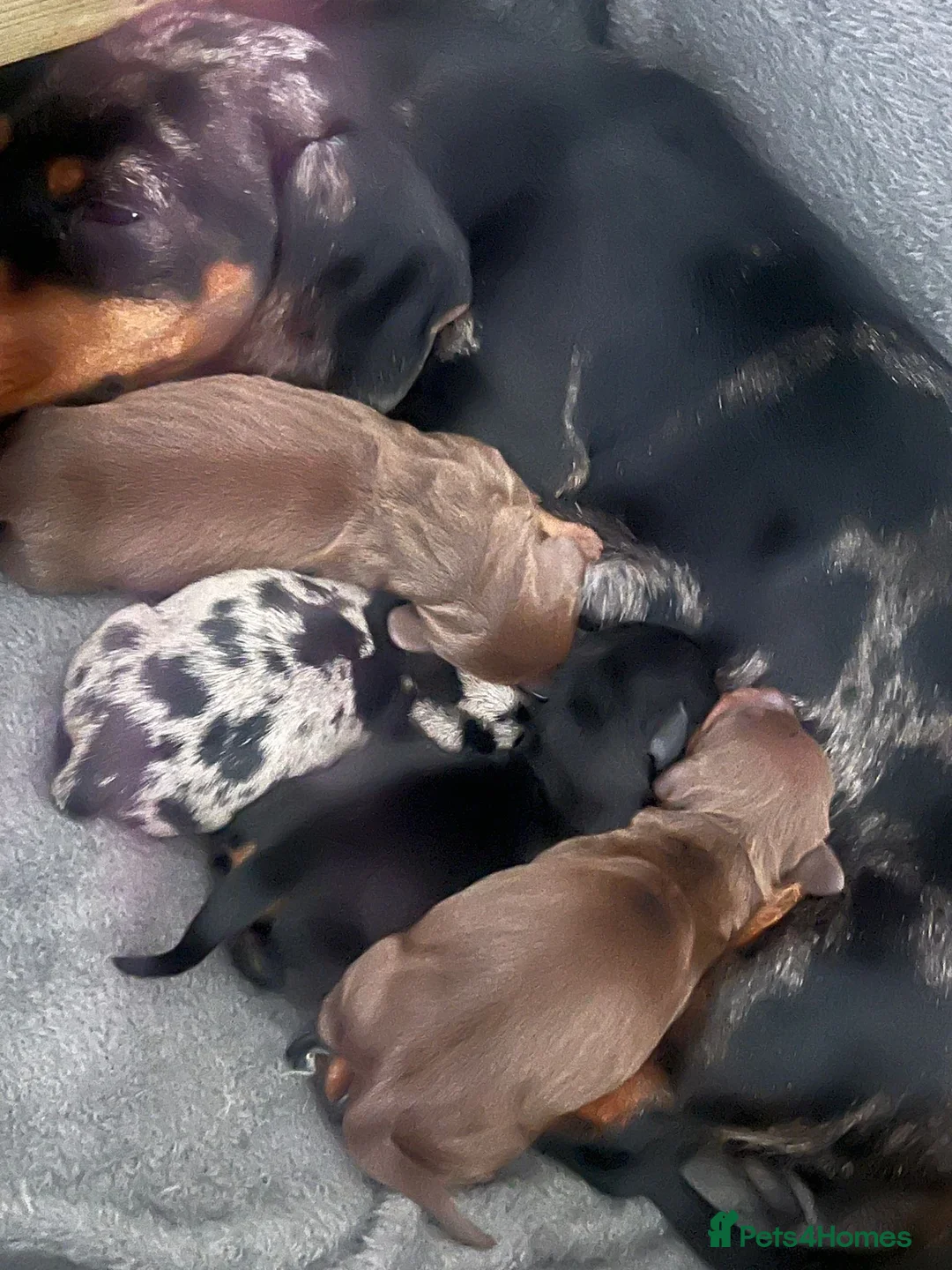 Miniature Dachshund dogs for stud: KC reg Isabella & Tan Stud! Free ovulation test in Stockton-on-Tees - Advert 10