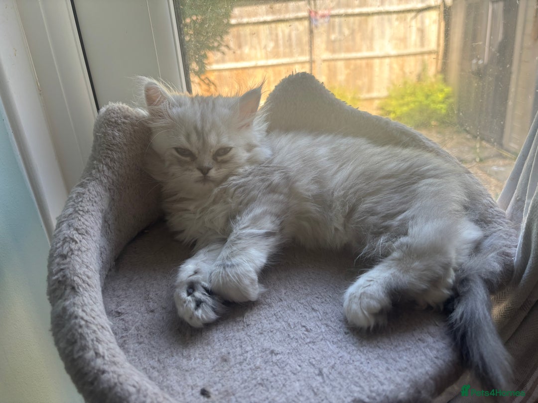 Persian cats for sale: Last Boy! Persian Ragdoll Kittens  - Image 20
