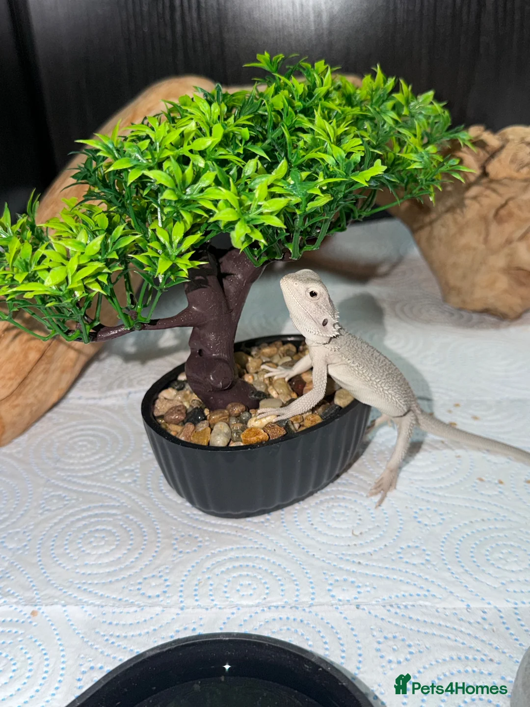 Bearded Dragon reptiles for sale: Hypo snow zero bearded dragon and viv - Advert 2