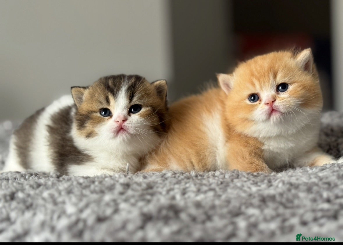 British Shorthair cats Two stunning male kittens TICA reg (September)  - Advert 1