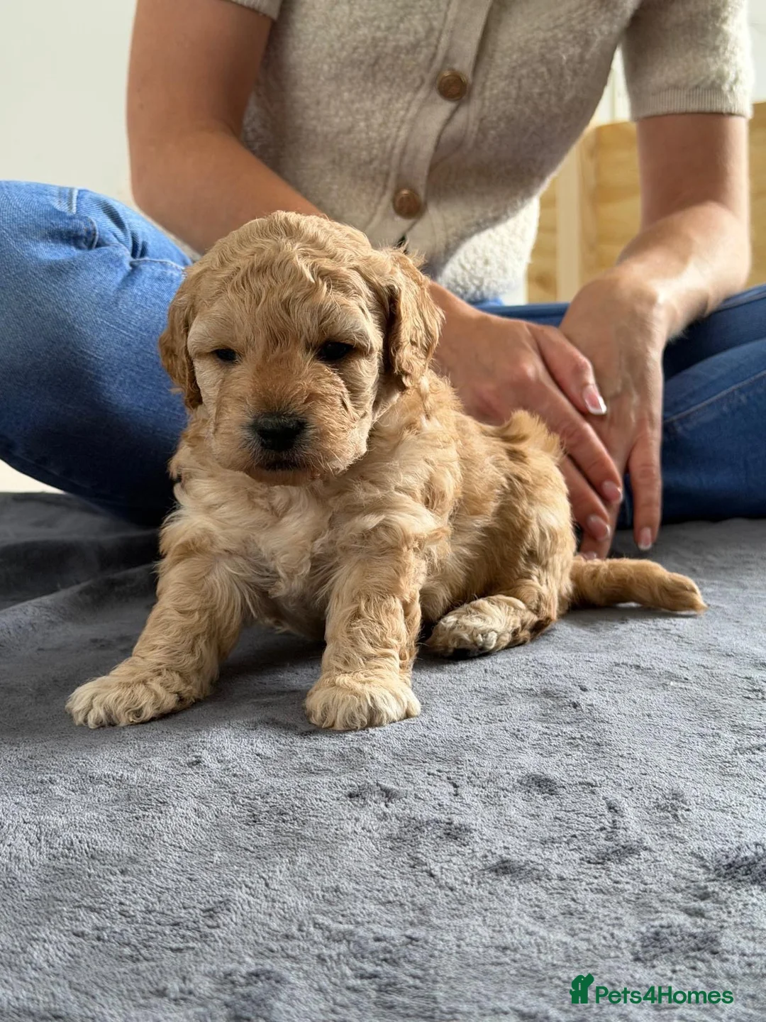 Mini Goldendoodle dogs for sale: Mini Goldendoodle  - Advert 7