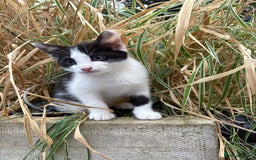 Mixed Breed cats for sale: Mixed kittens  - Image 23