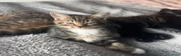 Mixed Breed cats for sale: Beautiful British Shorthair x Bengal kittens - Advert 28