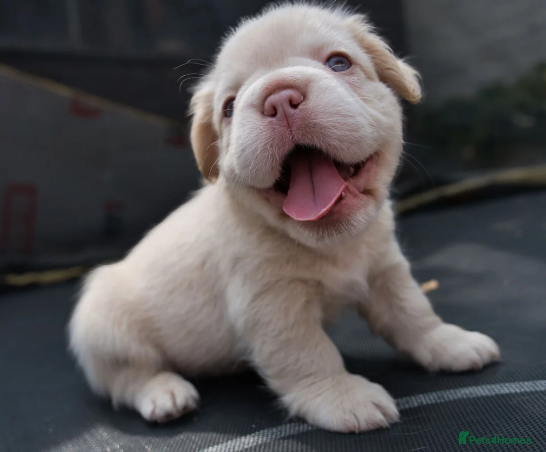 French Bulldog dogs for sale: FLUFFY FRENCHY:ISABELLA/LILAC/PLATINUM-KC&DNA CERT - Advert 1