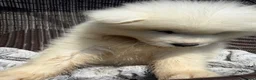 Mixed Breed dogs for sale: Beautiful Samoyed / Australian Shepard Cross  - Advert 9