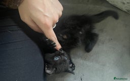 Mixed Breed cats for sale: 2 male 1 female black kitten for sale ready nov1st - Image 3