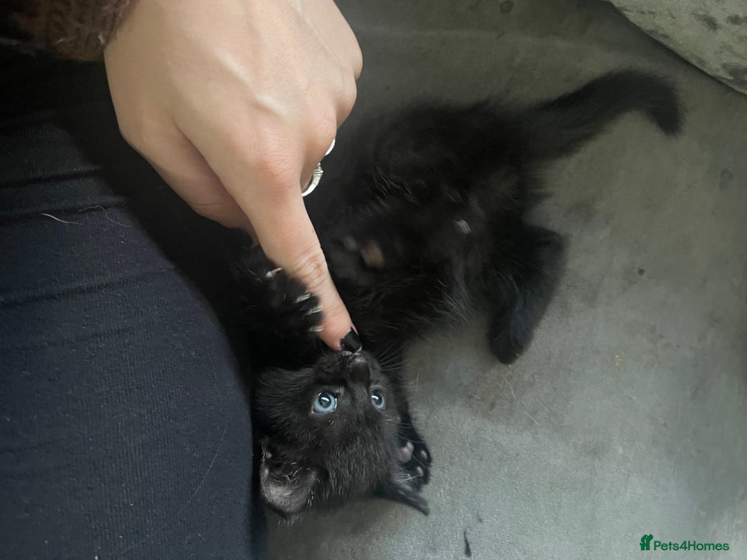 Mixed Breed cats for sale: 2 male 1 female black kitten for sale ready nov1st - Image 3