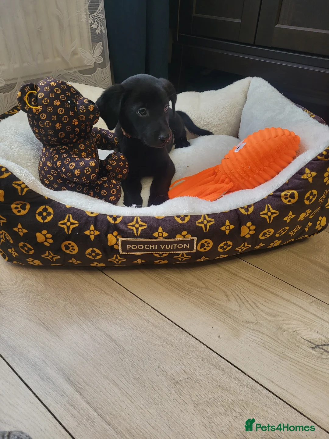Labrador Retriever dogs for sale: KC registered Labrador Retriever puppies - Advert 10